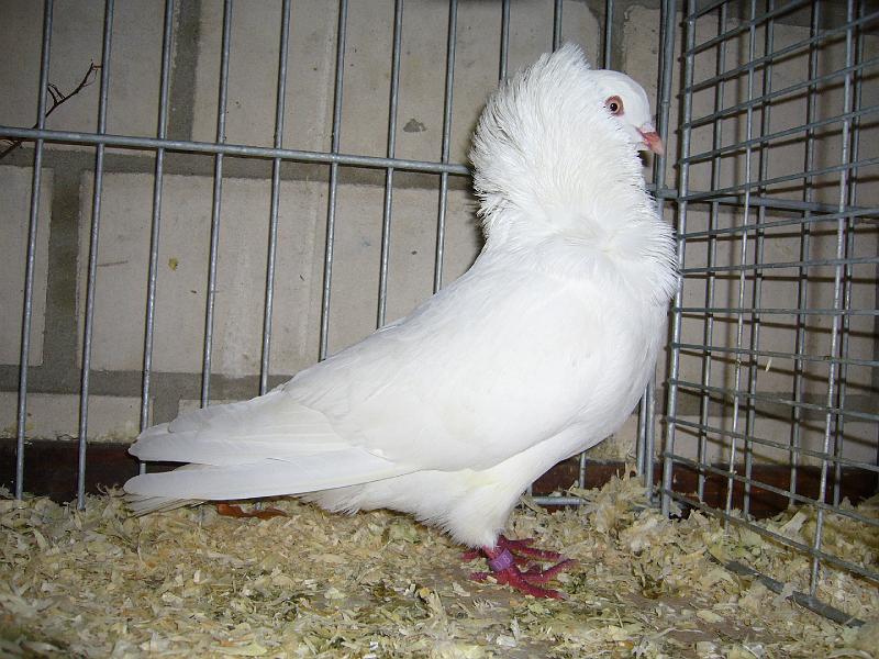 Mastholte 2008 093.jpg - Altholländische Kapuziner weiss von Sahra Van EijK Preis sg 95 E